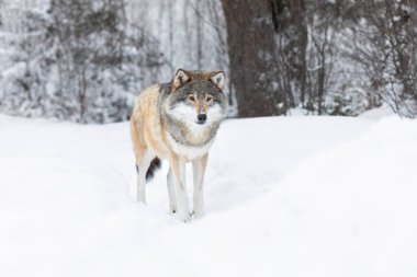 🐺 Attenti al lupo 🐺