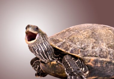 🐢 LA TARTARUGA 🐢