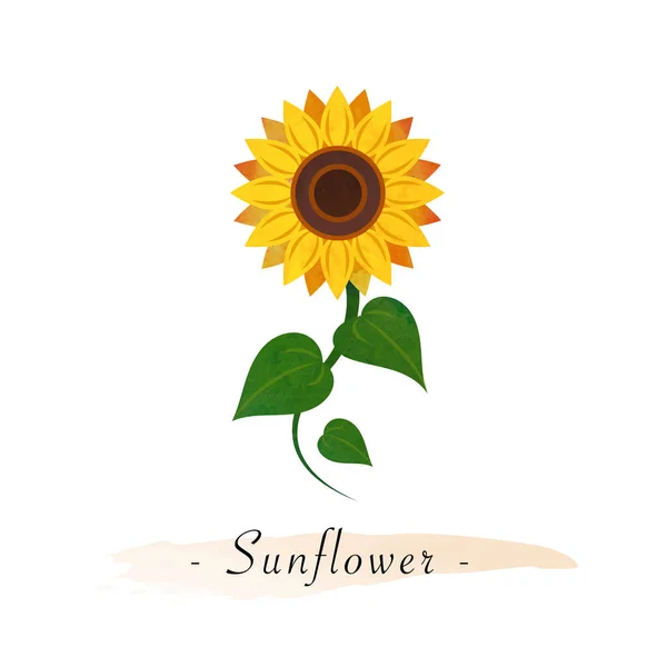 La pianta di girasole più alta del mondo